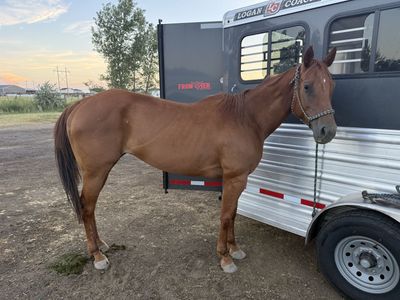 Stone Cold Dreams "Stoney" 2017 Registered Quarter Horse Mare - Trail Ready & Fast