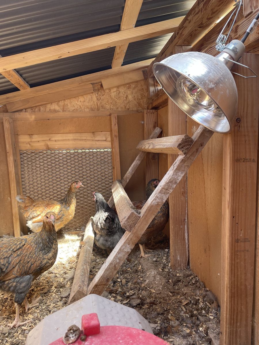 New laying hens - Wyandotte blue and silver lace, Rhode Island Red