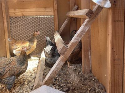 New laying hens - Wyandotte blue and silver lace, Rhode Island Red