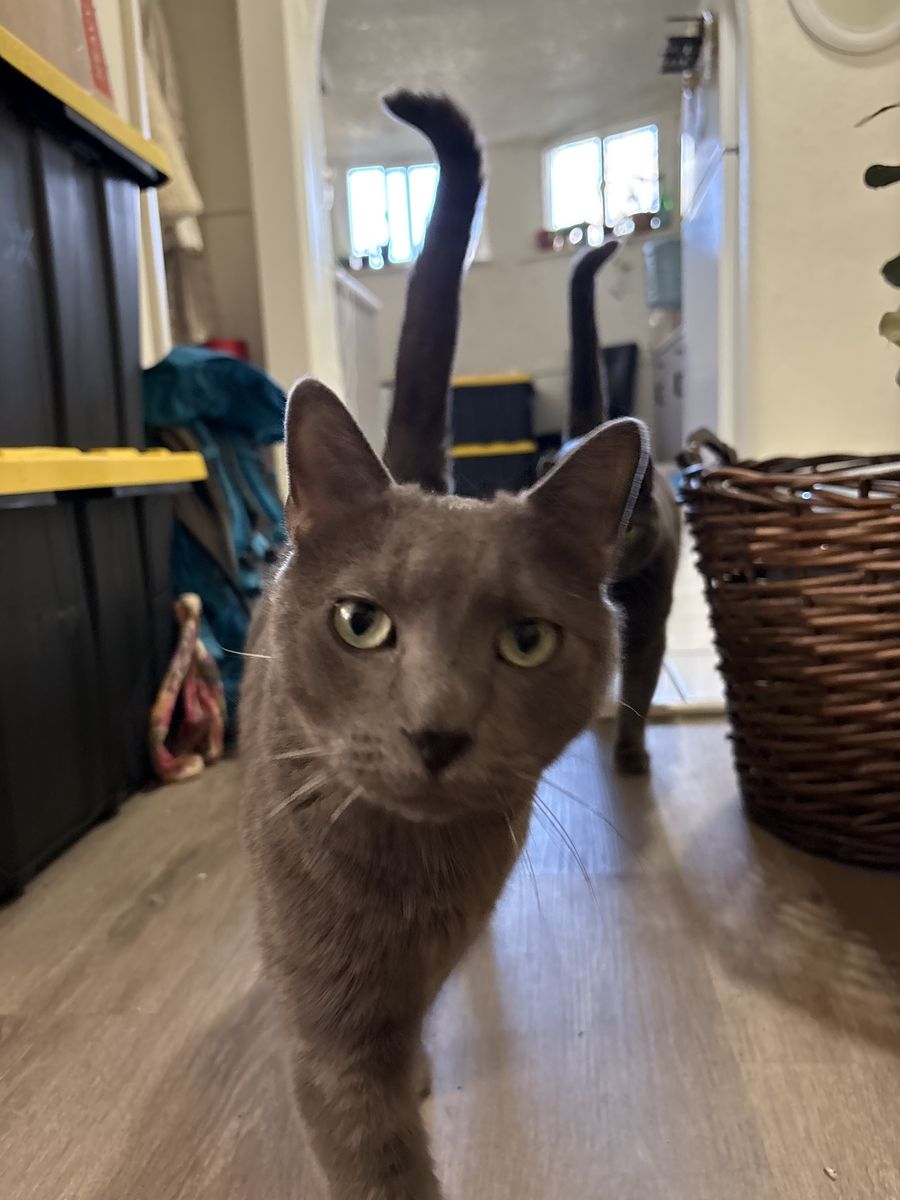 Find Stanley - Lost Gray Cat, Millcreek, SLC