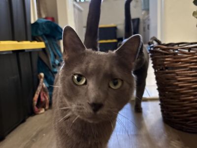 Find Stanley - Lost Gray Cat, Millcreek, SLC