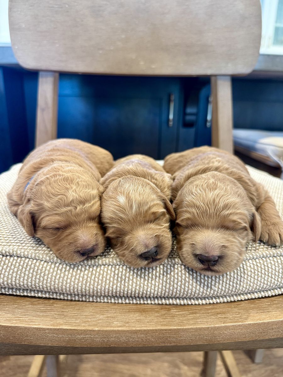Mini Goldendoodle  Puppies Available
