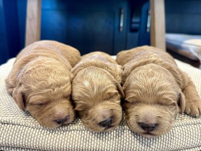 Mini Goldendoodle Puppies Available