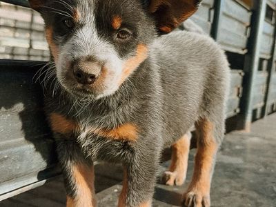 Purebred heeler puppies