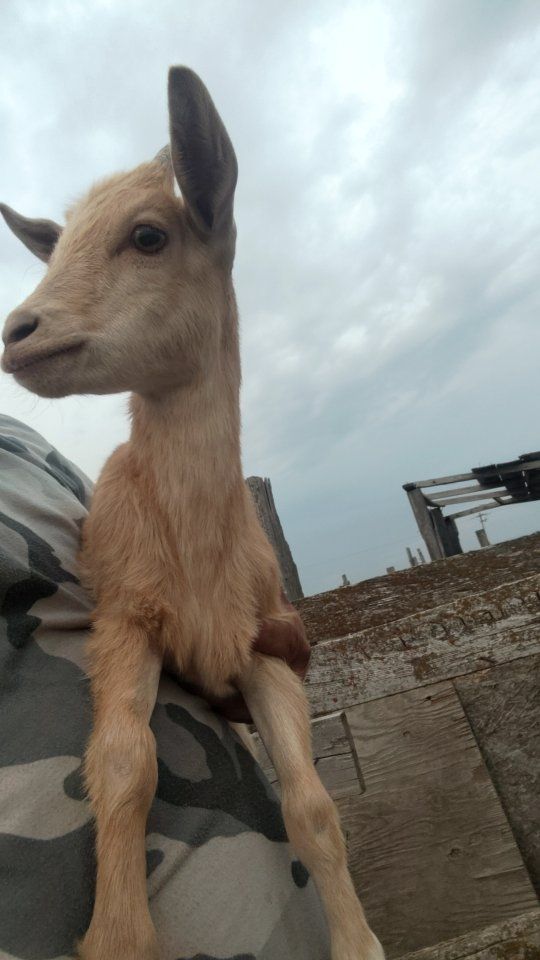 Goats For Sale - Young and Healthy Livestock great doe pure bred Nigerian dwarf