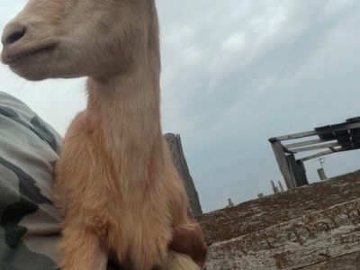 Goats For Sale - Young and Healthy Livestock great doe pure bred Nigerian dwarf