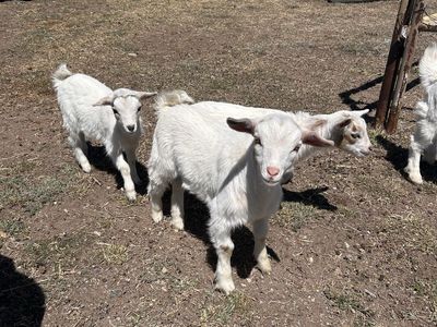 Bora/Nigerian dwarf goats