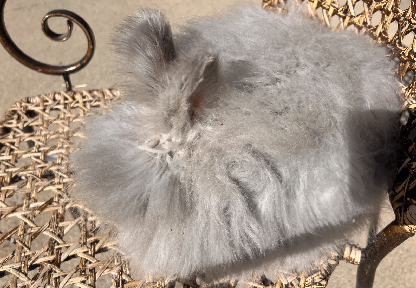 Pedigreed English Angora doe