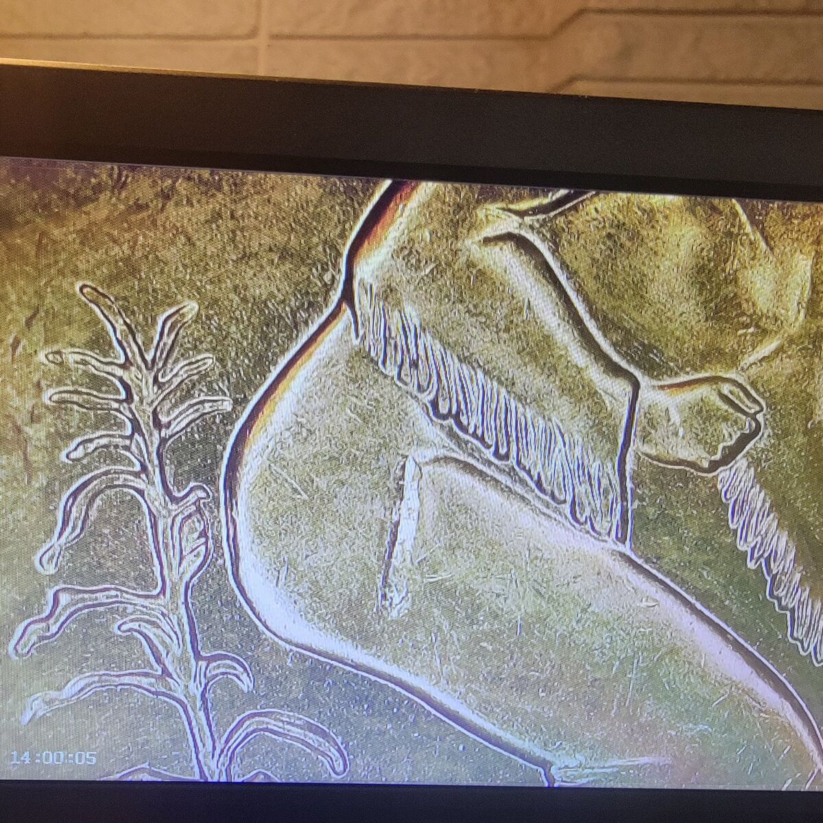 2009 sacagawea coin error.