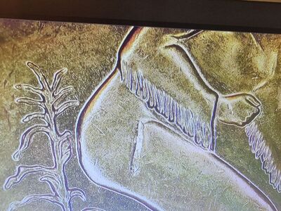 2009 sacagawea coin error.