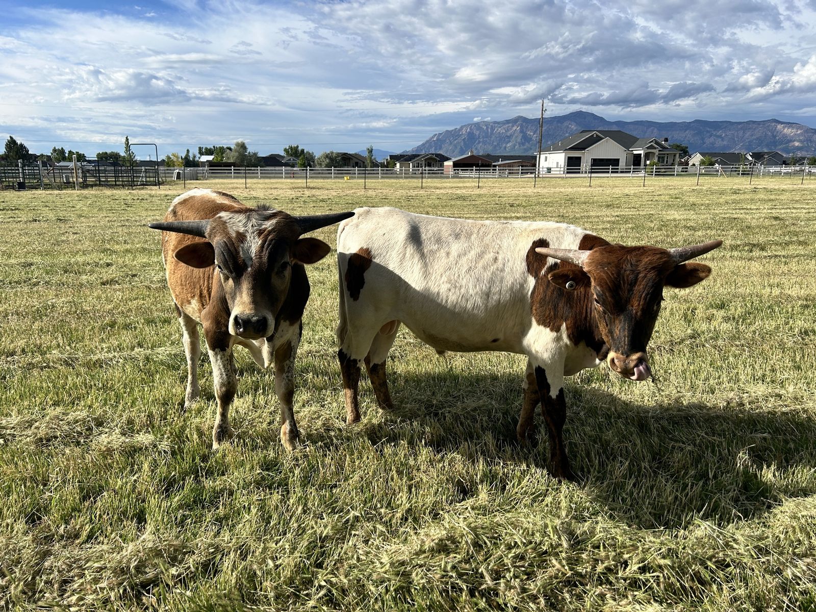 Yearling longhorn bulls