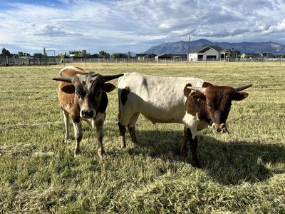 Yearling longhorn bulls
