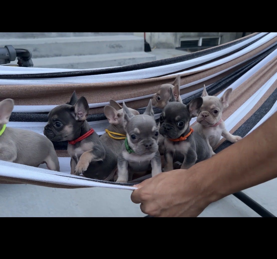 French bulldog puppies ! Frenchie all fluffy carriers ! Isabella lilac blue !