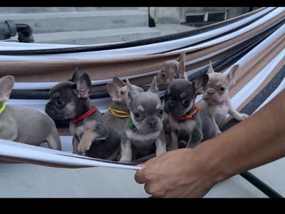 French bulldog puppies ! Frenchie all fluffy carriers ! Isabella lilac blue !