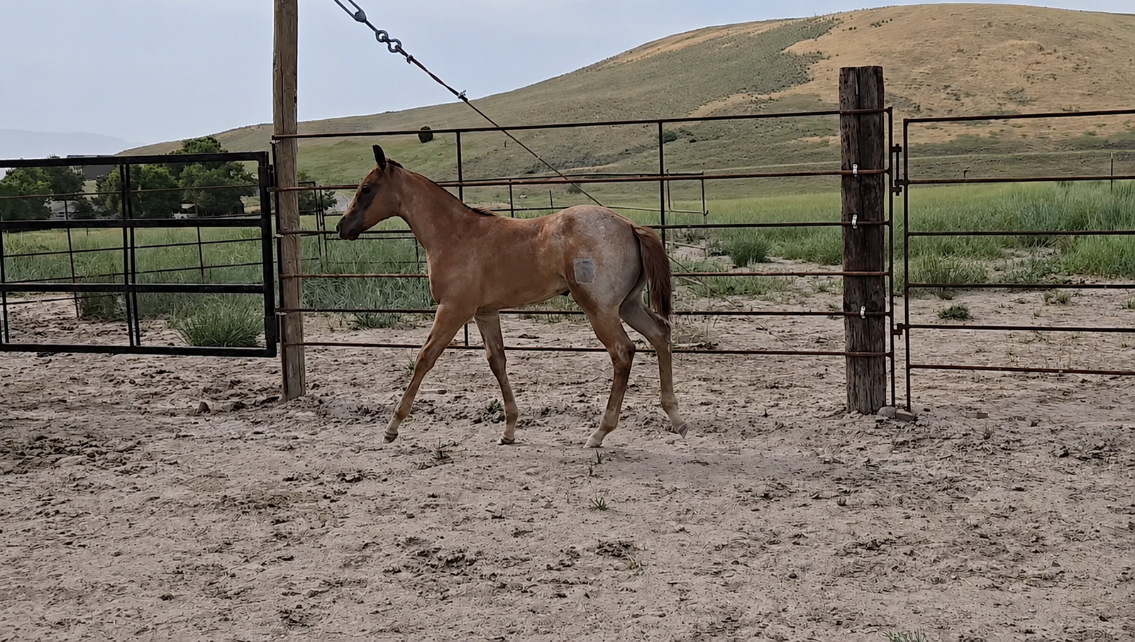 AQHA Red Roan Filly