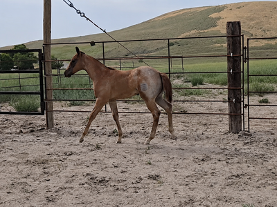 AQHA Red Roan Filly