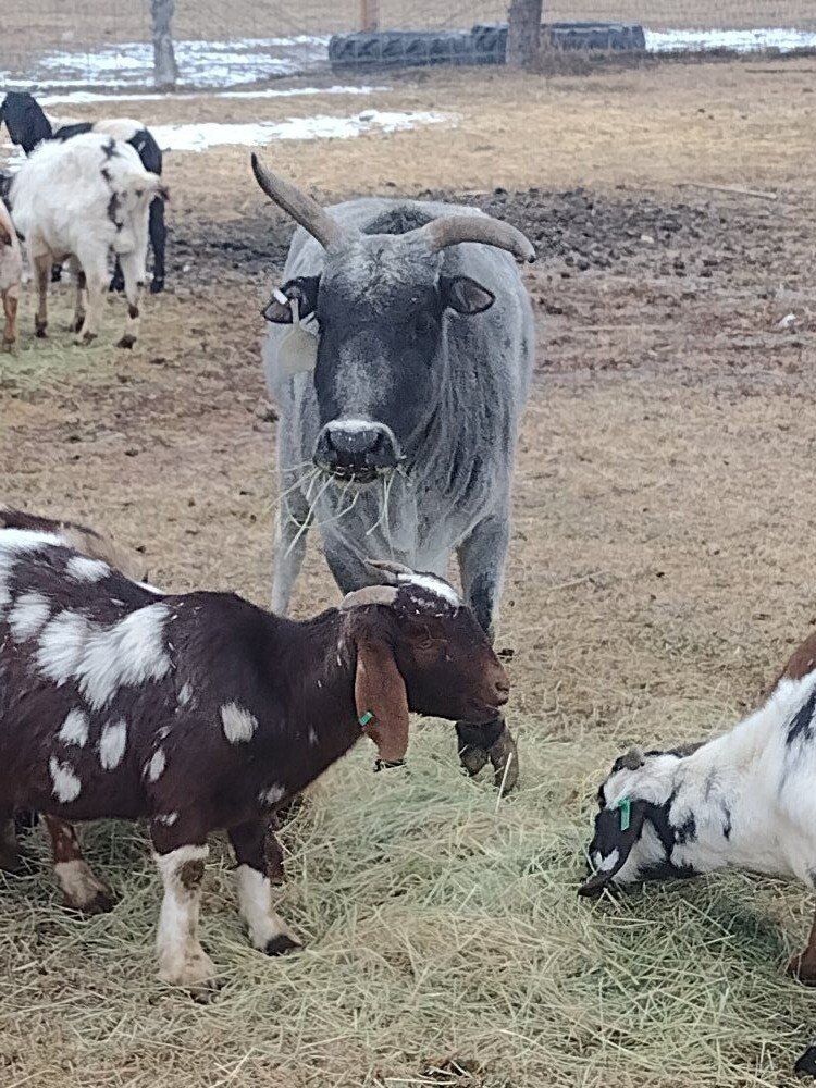 mini zebu cow