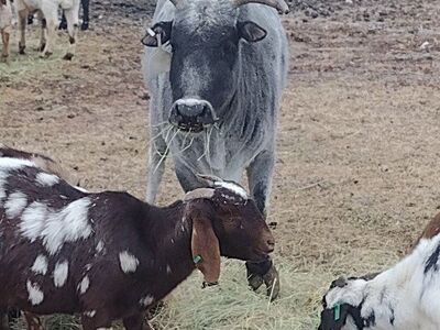 mini zebu cow