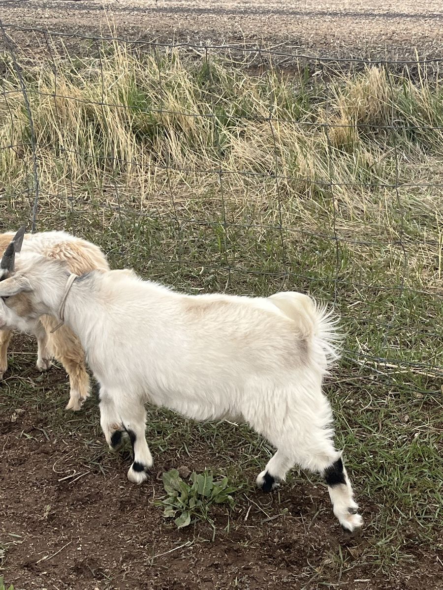 Trade any big goat for pigmy’s