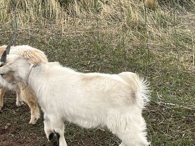 Trade any big goat for pigmy’s