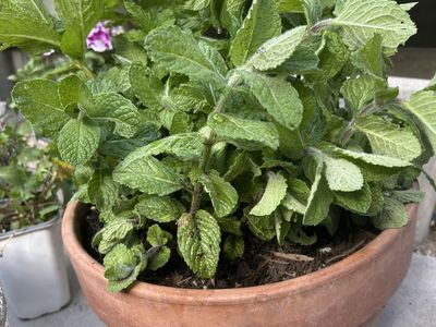 LARGE TERRA COTTA POT WITH MINT