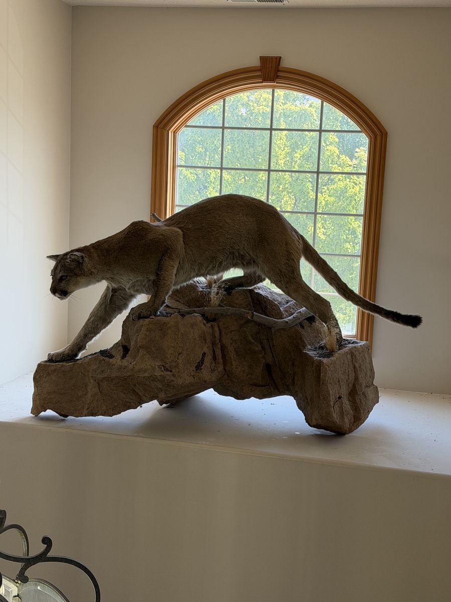 Mountain Lion / Cougar Taxidermy Mount - Realistic Wildlife Decor