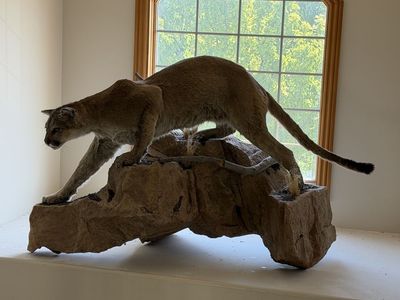 Mountain Lion / Cougar Taxidermy Mount - Realistic Wildlife Decor