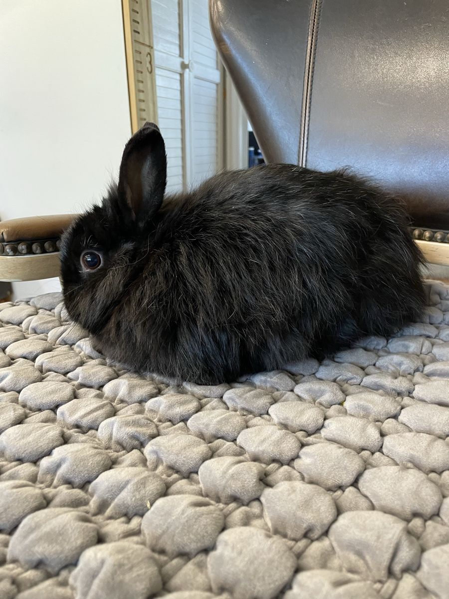 Sweet snuggly rabbit