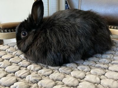 Sweet snuggly rabbit