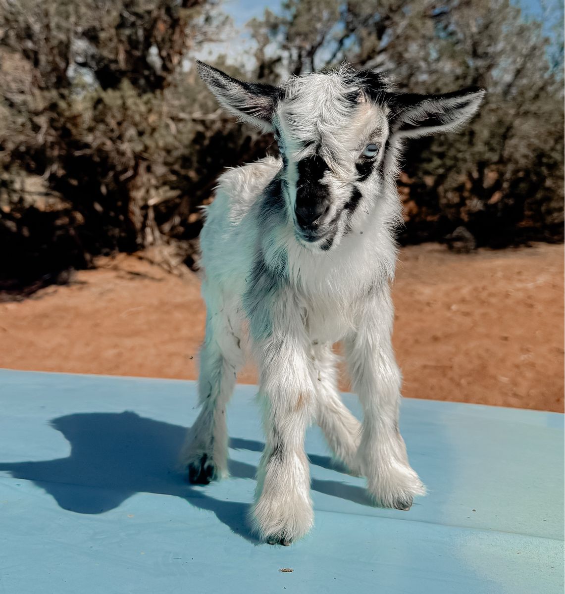 •Kristoff• Nigerian Dwarf x Silky Fainter Buckling