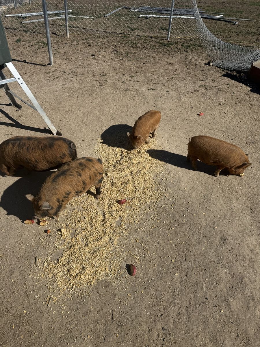 Kune Kune Piglets