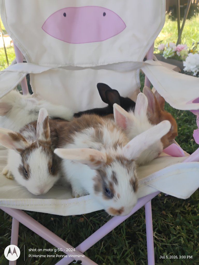 cute baby bunnies for sale to good homes