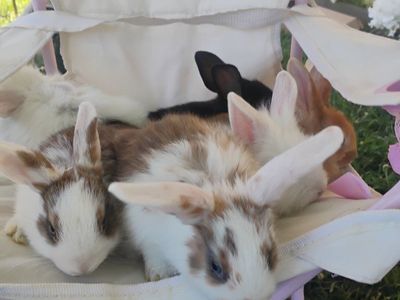 cute baby bunnies for sale to good homes