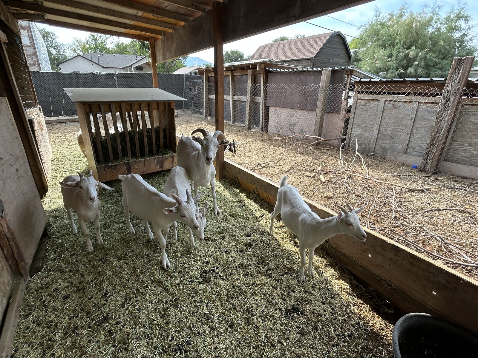 Goats For Sale