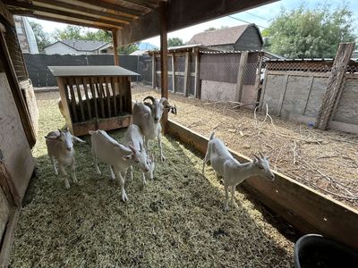 Goats For Sale