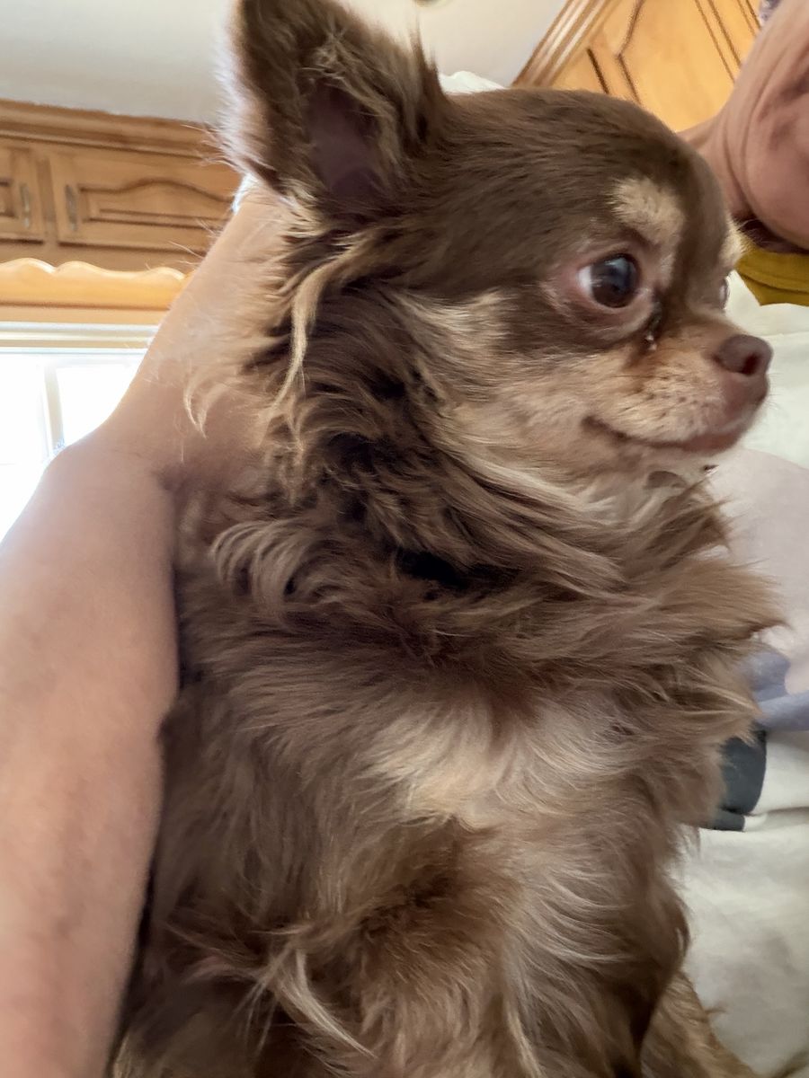AKC Female, Long Hair, Chihuahua  1400