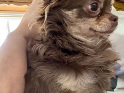 AKC Female, Long Hair, Chihuahua 1400