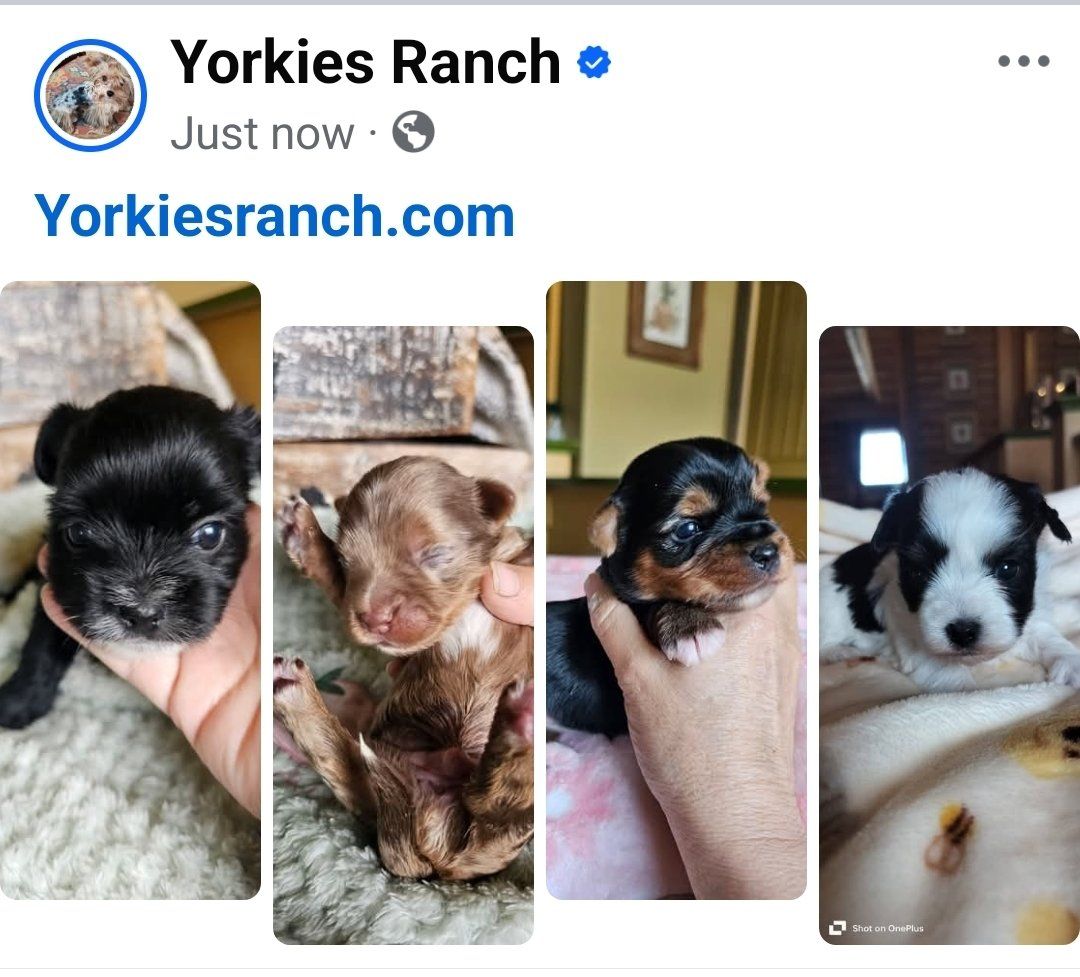 Yorkies, Yorkie Puppies • Health Guarantee.