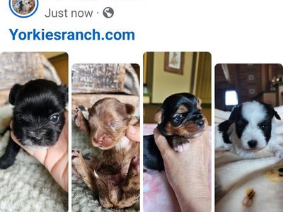 Yorkies, Yorkie Puppies • Health Guarantee.