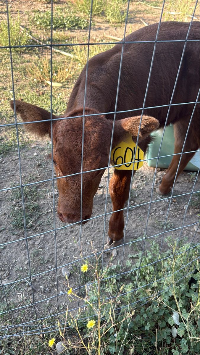 Bottle Calves