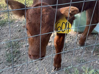 Bottle Calves
