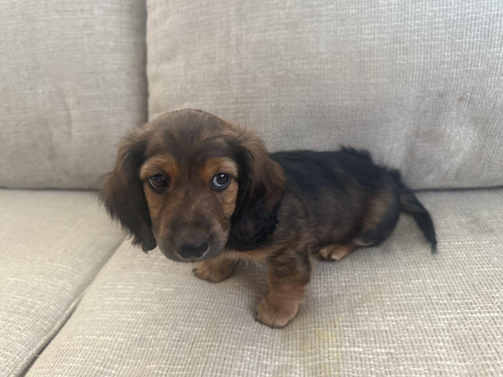 Dachshund Male  Puppies 1,000