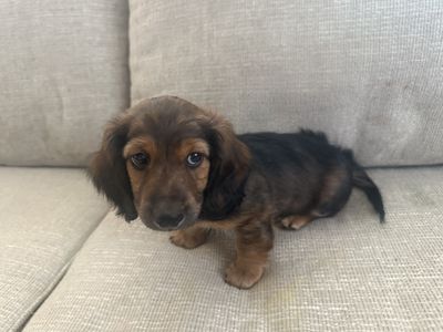 Dachshund Male Puppies 1,000