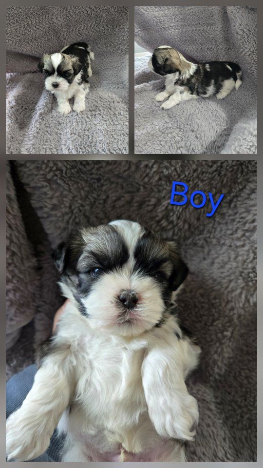 Shih Tzu Puppies