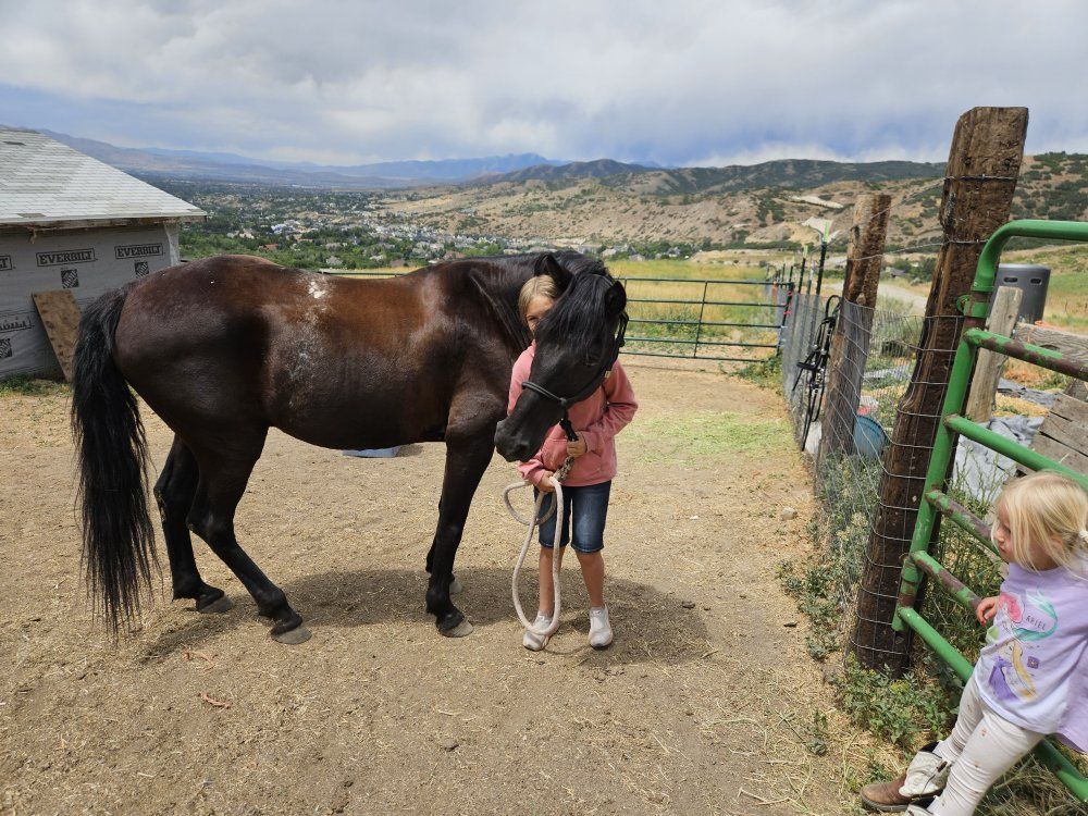 trade for horse lease