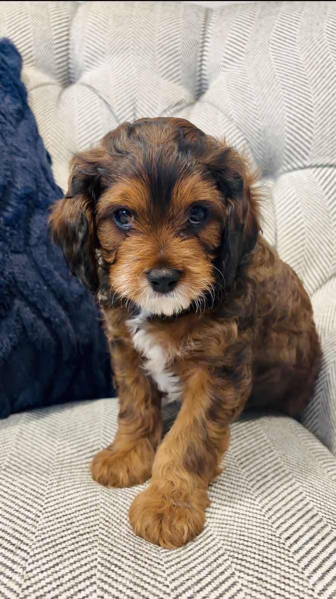 Brown Male Cavapoo Puppy