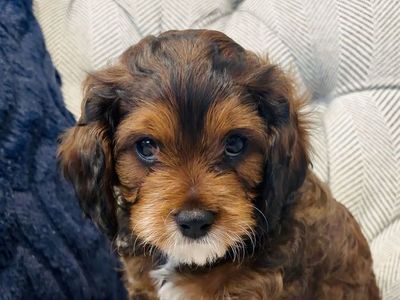 Brown Male Cavapoo Puppy