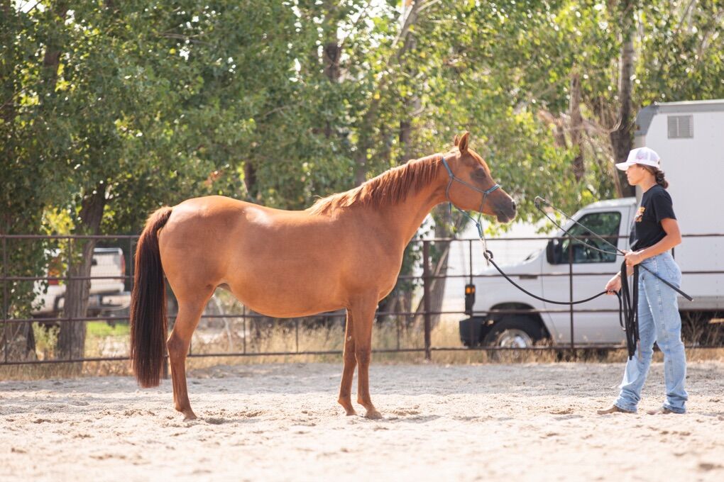 Arabian Mare In Foal To STER SPORT Friesian