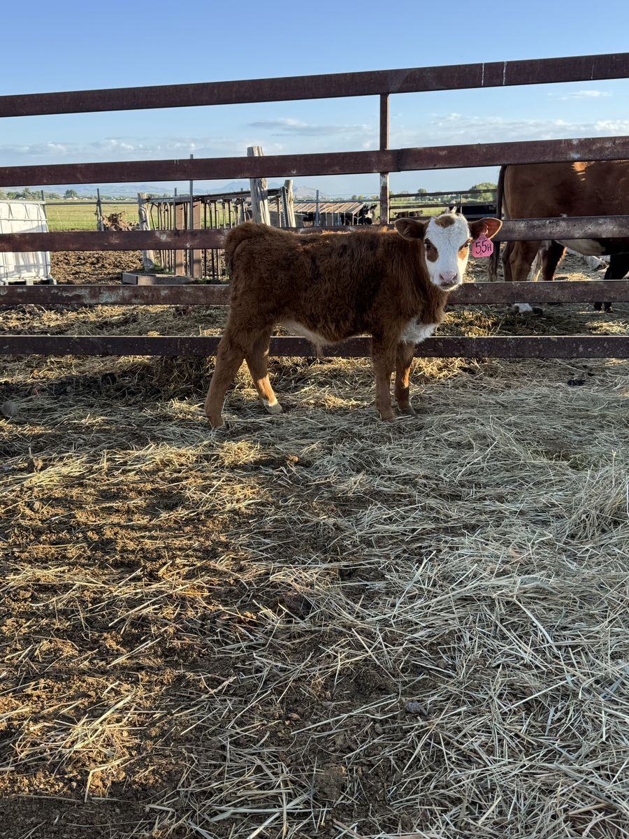 Weaned Hereford Bull Calf