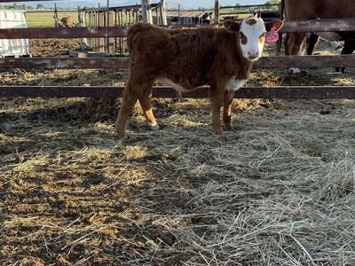 Weaned Hereford Bull Calf